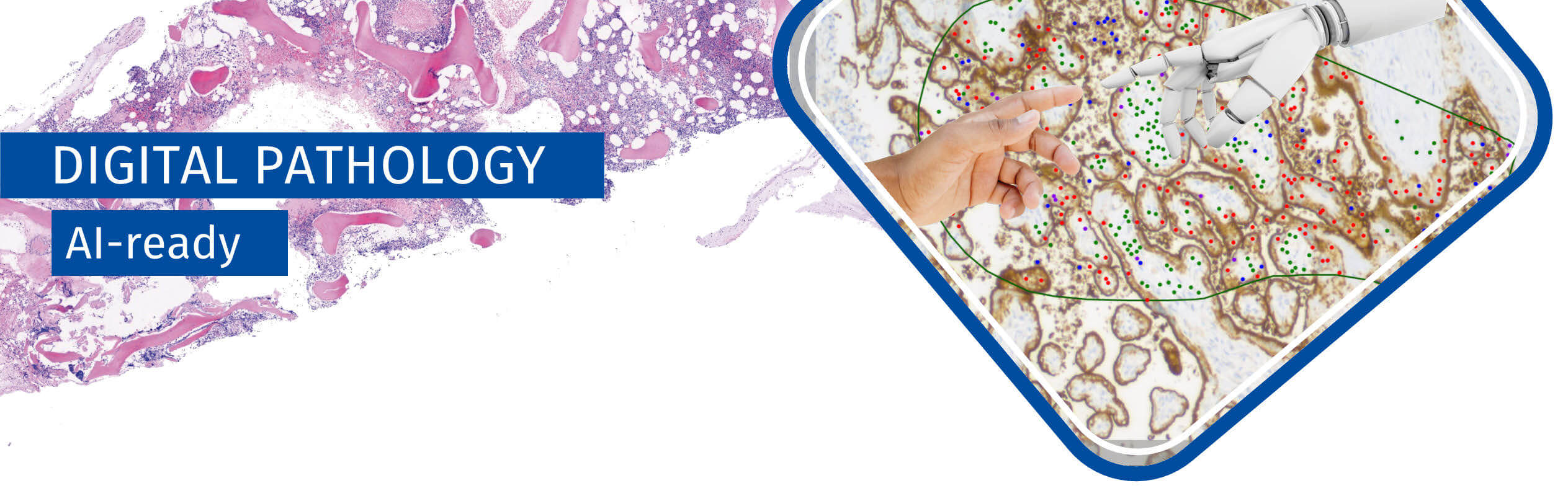 PathoZoom-Digital-Pathology-4